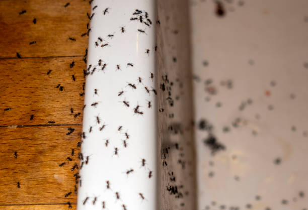 Best Pest Removal Services  in Cascades, VA