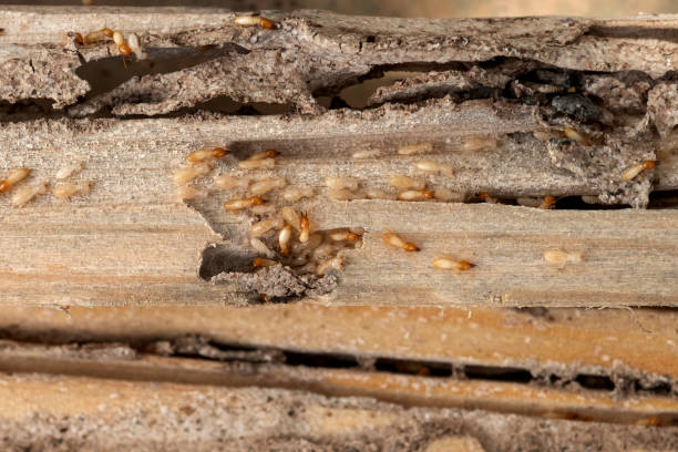 Best Residential Pest Control  in Cascades, VA